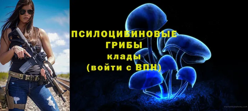 цены   Коркино  Галлюциногенные грибы Psilocybe 